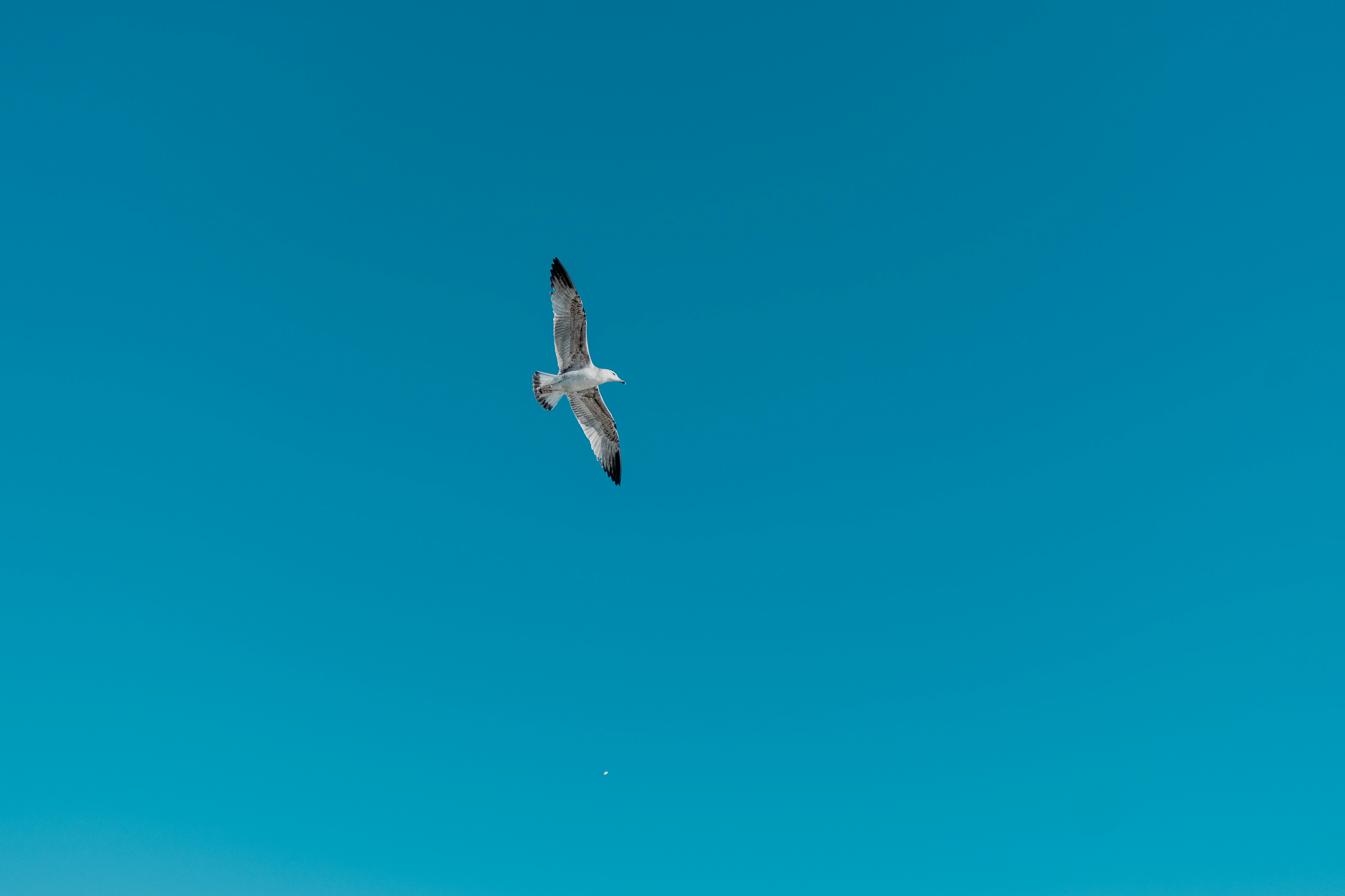 Photo by gonchifacello