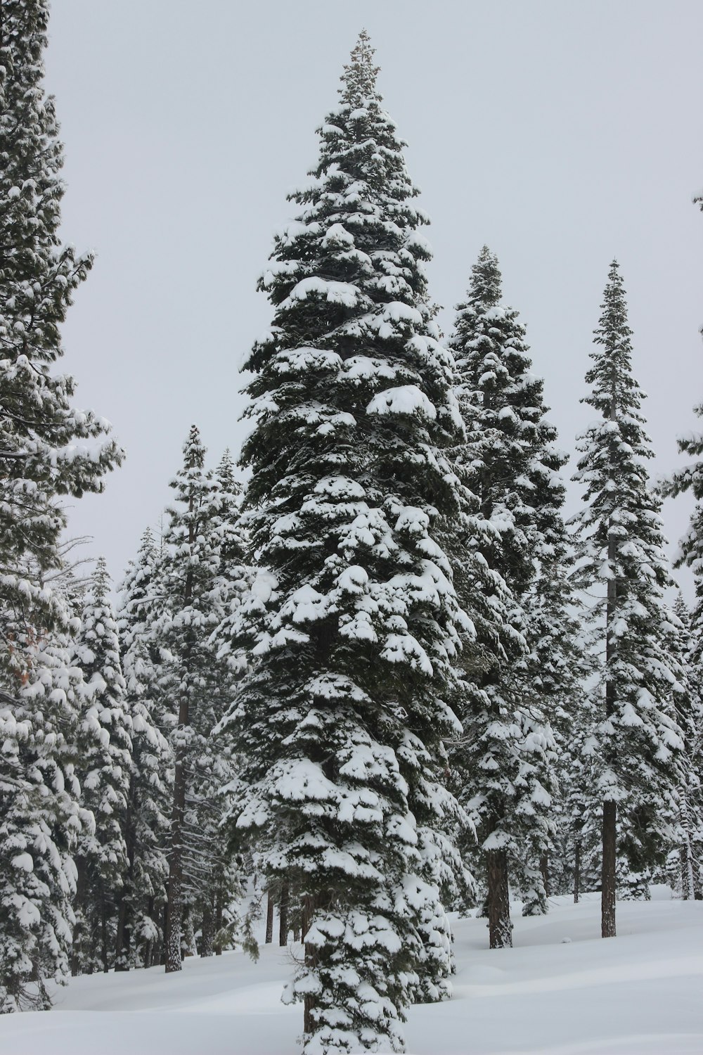 a snow covered pine tree in the middle of a forest