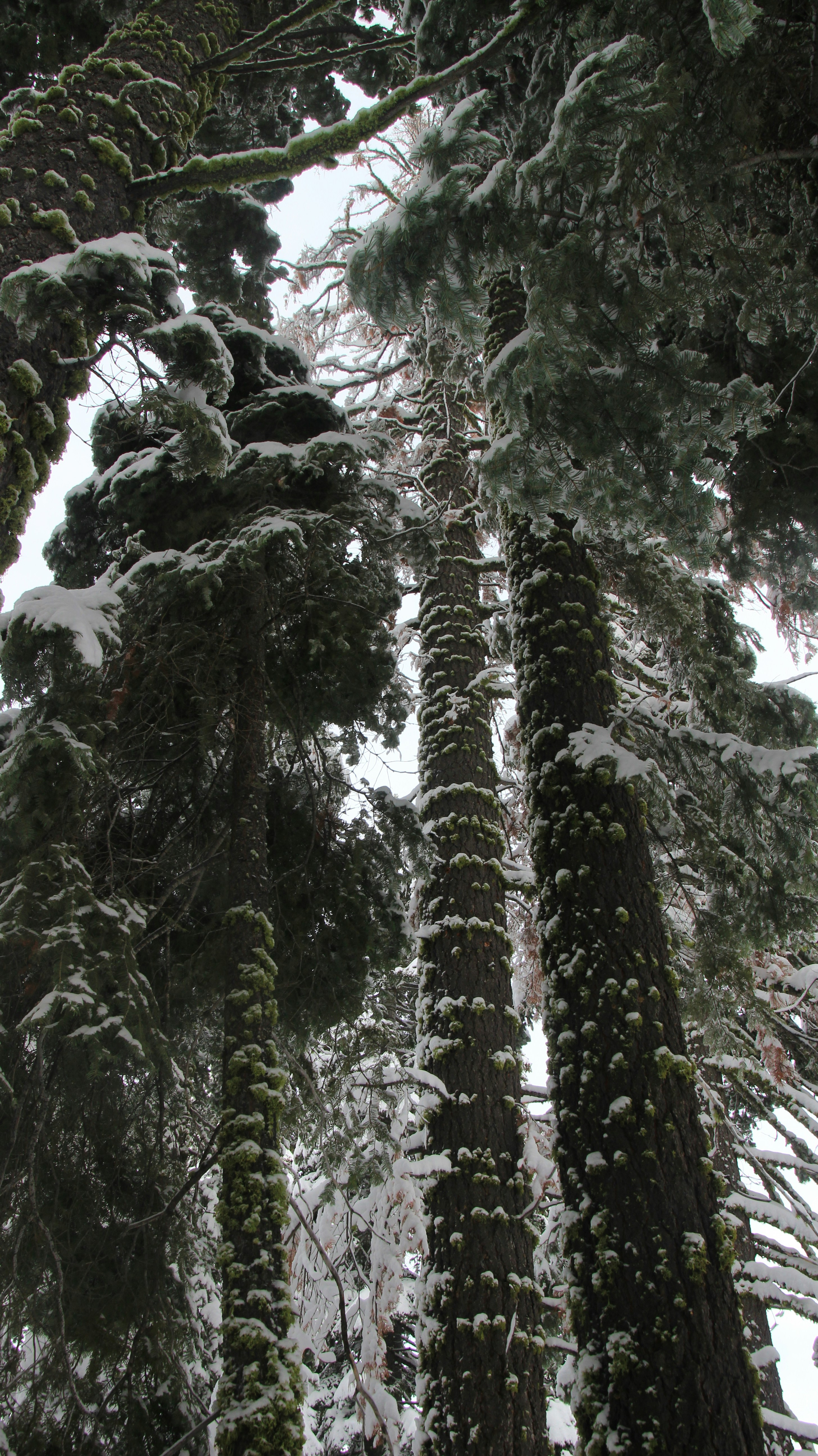a forest filled with lots of tall trees covered in snow