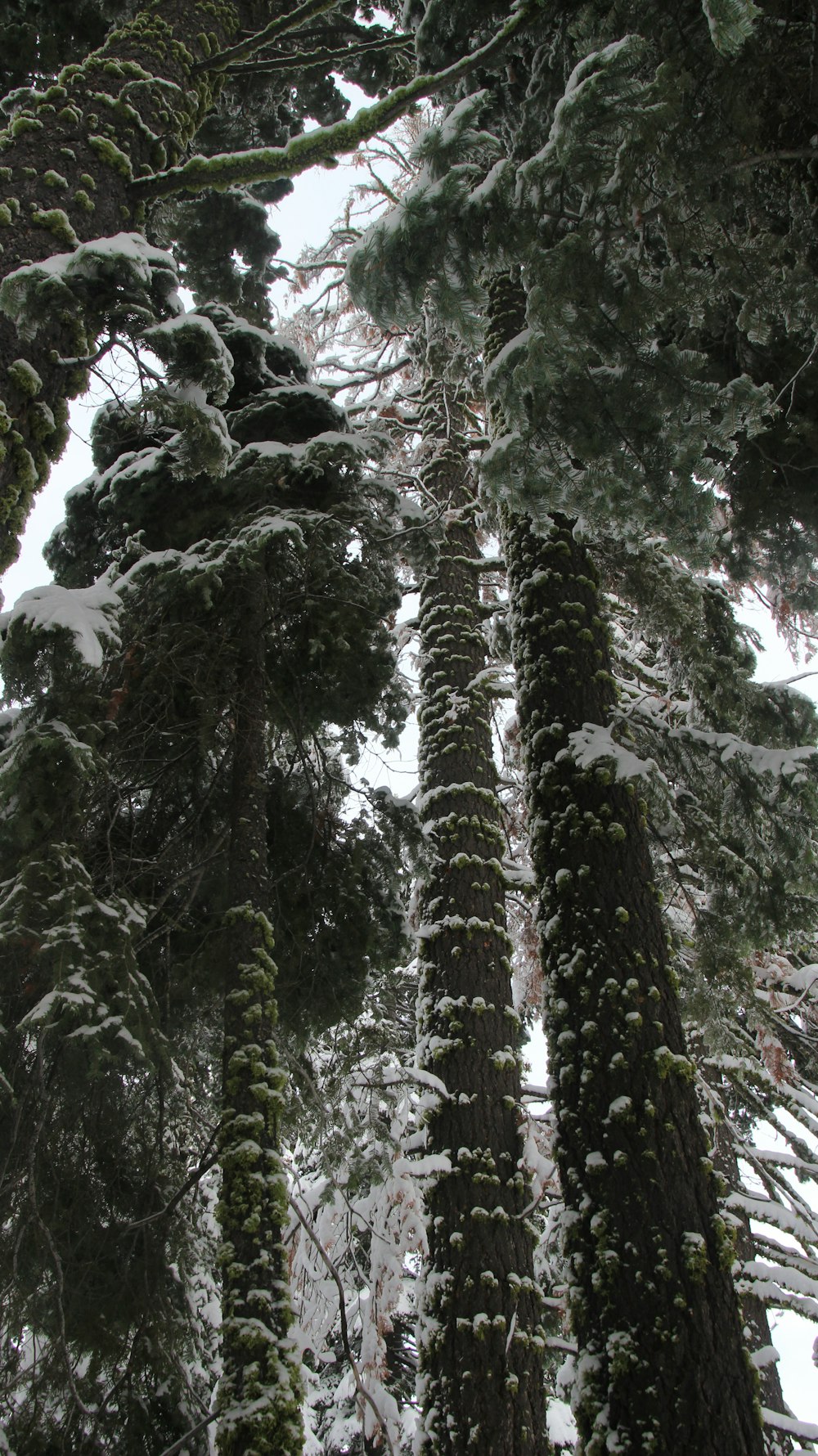 a forest filled with lots of tall trees covered in snow