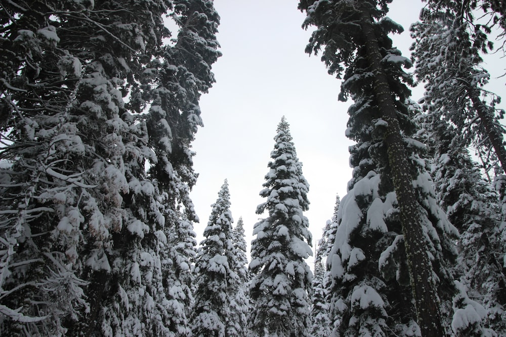 a group of pine trees covered in snow