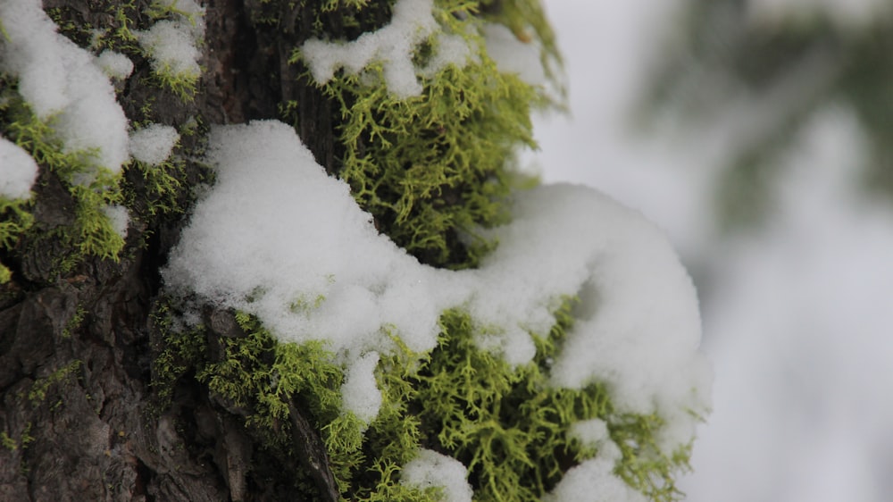 a close up of snow on the bark of a tree