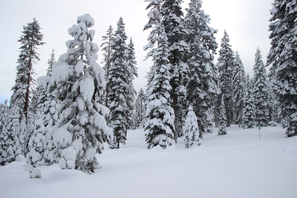 a snow covered forest with lots of trees