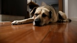 A dog is lying on a wooden floor with its head resting down, appearing relaxed. The background includes some furniture, giving a home-like atmosphere.