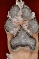 Close-up of a small dog’s paw in a soft fabric bootie, highlighting quality and comfort.