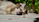 A happy dog resting peacefully in a sunny backyard with a Calmasonus device visible nearby.