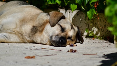 Gentle female dog resting peacefully in a sunlit garden.