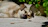 A happy dog resting peacefully in a sunny backyard with a Calmasonus device visible nearby.