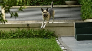 a dog that is jumping in the air