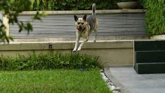 a dog that is jumping in the air