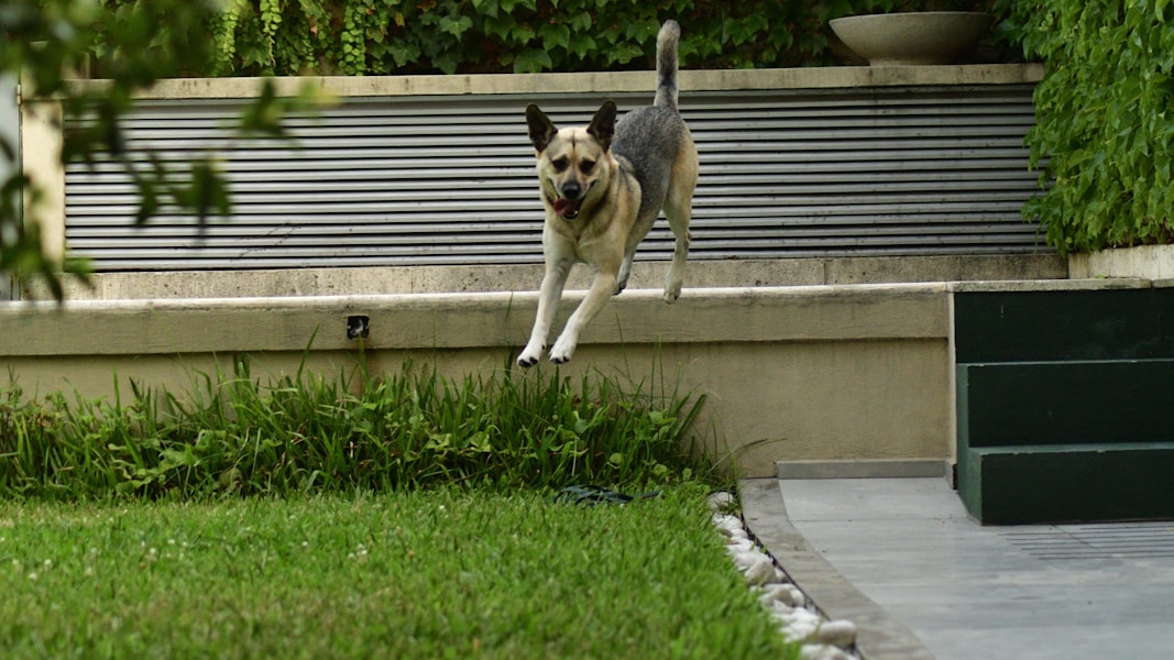 How to Stop Your Dog Jumping Up on People