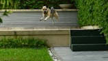 An Australian Shepherd mid-leap, showcasing its agility in a backyard.