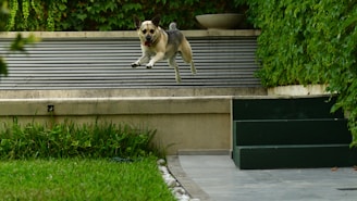 A dog mid-air in a playful jump, with lush green foliage and neatly manicured grass surrounding a modern outdoor space. A low concrete wall and a set of dark green steps lead up to a platform lined with horizontal slats.