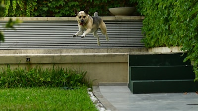 An Australian Shepherd mid-leap, showcasing its agility in a backyard.