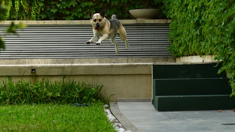 A dog mid-air in a playful jump, with lush green foliage and neatly manicured grass surrounding a modern outdoor space. A low concrete wall and a set of dark green steps lead up to a platform lined with horizontal slats.