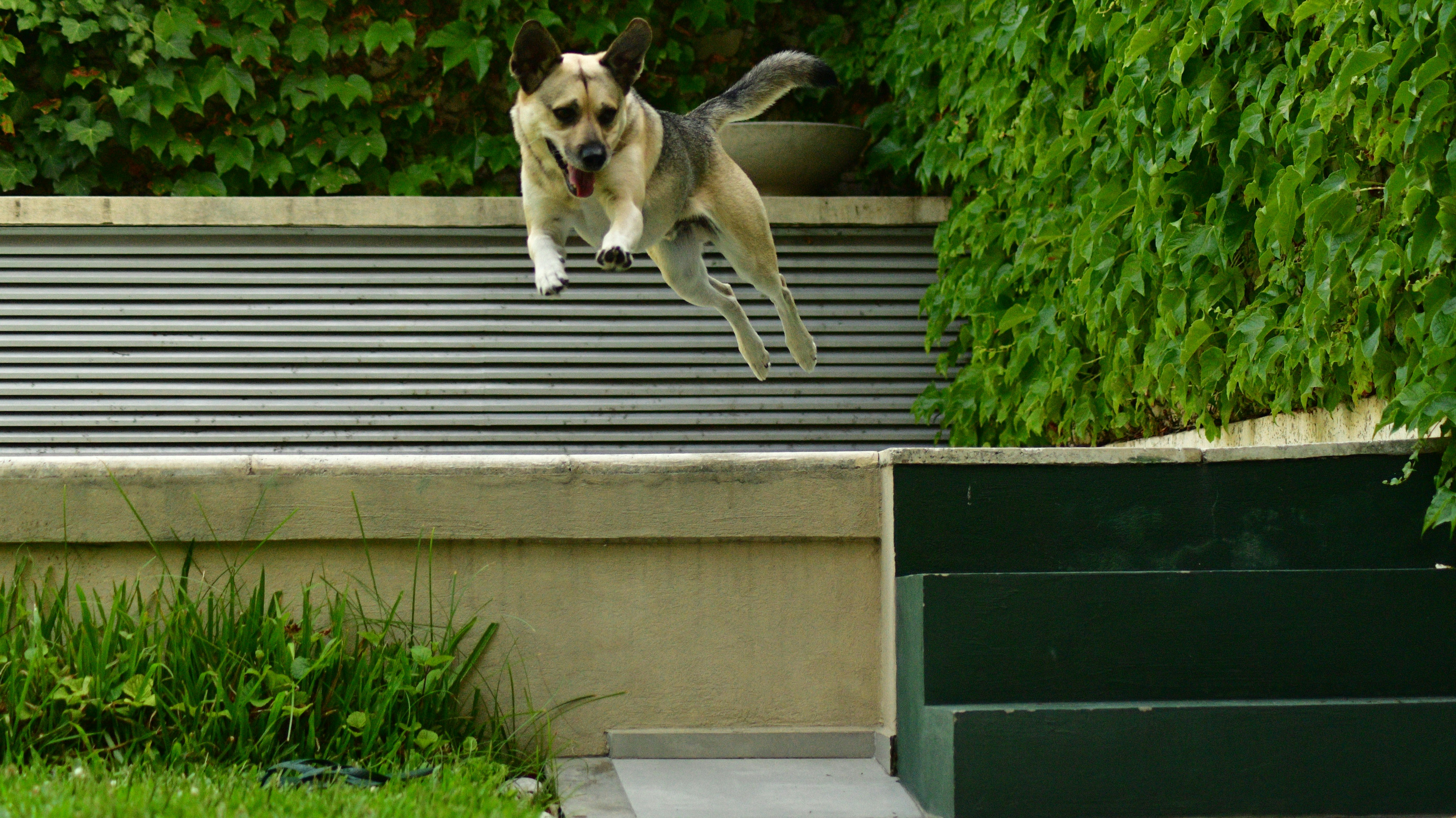 How to Respond: Tips for Dog Owners