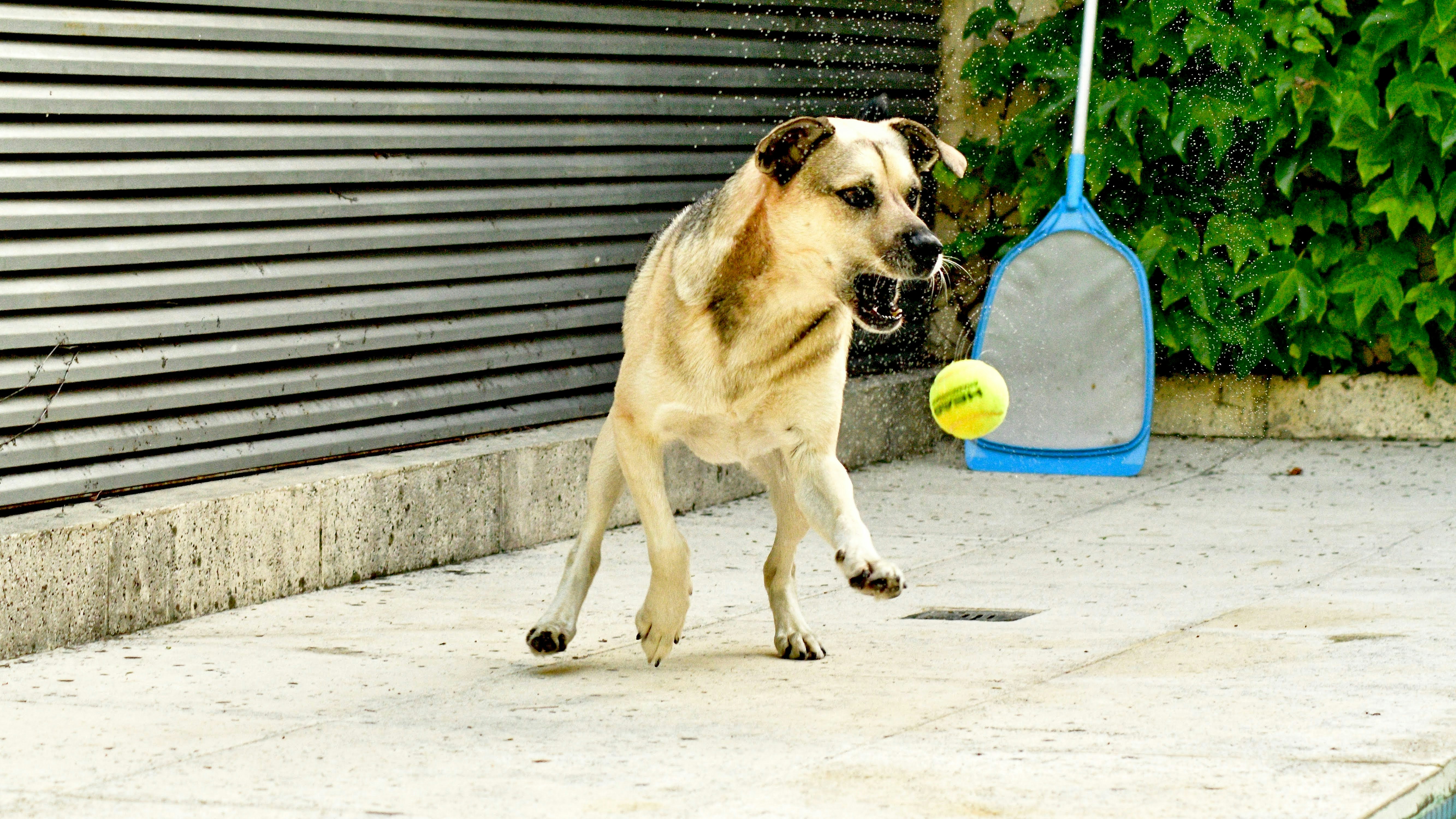 owner playing fetch in courtyard - apartments with pet amenities