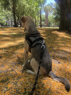 A sleek collar and harness set resting on a clean wooden bench with sunlight filtering through leaves.