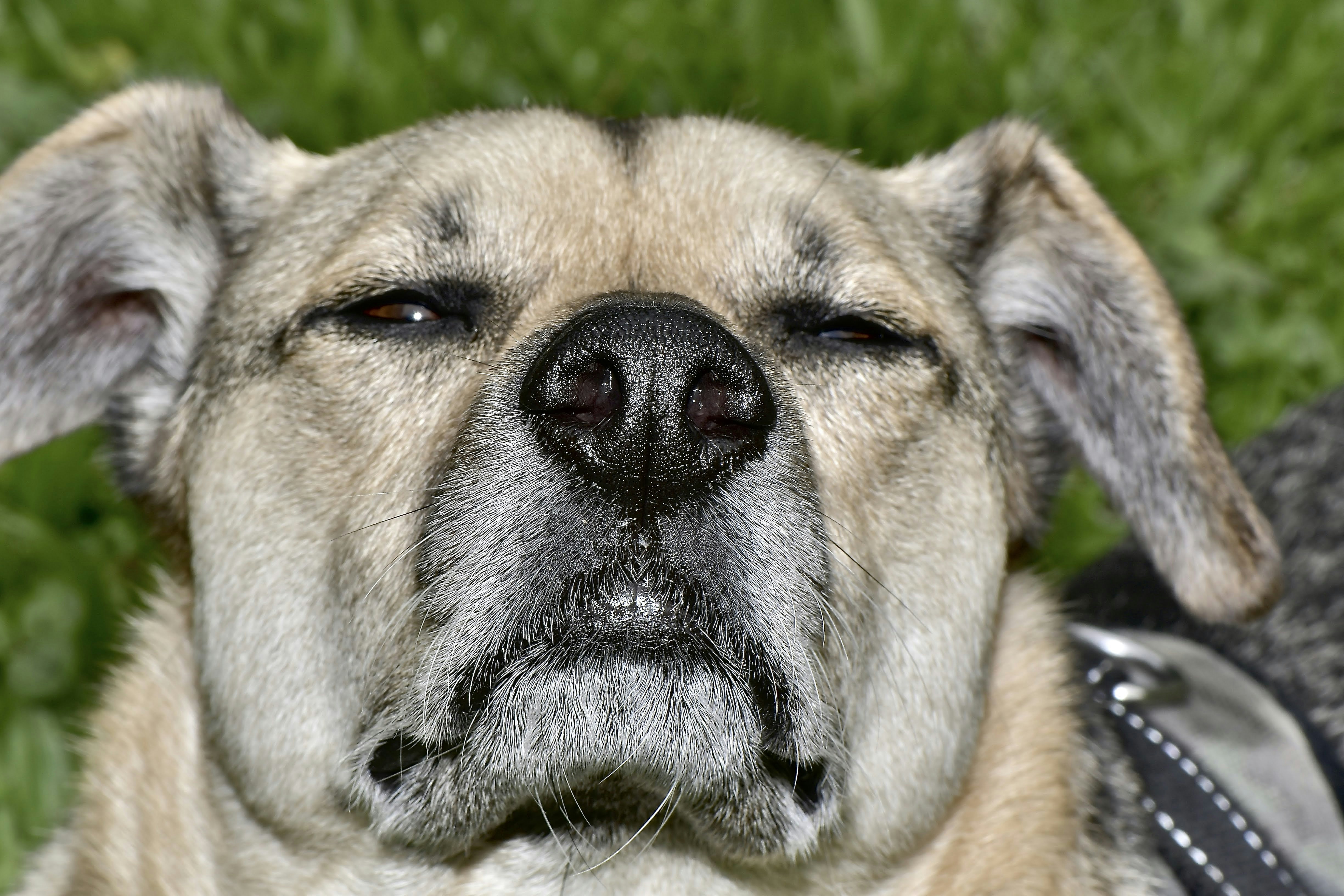 a close up of a dog's face with grass in the background