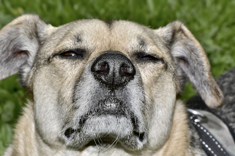 Dog Allergies: Symptoms, Causes, and Allergy Treatment Options That Work