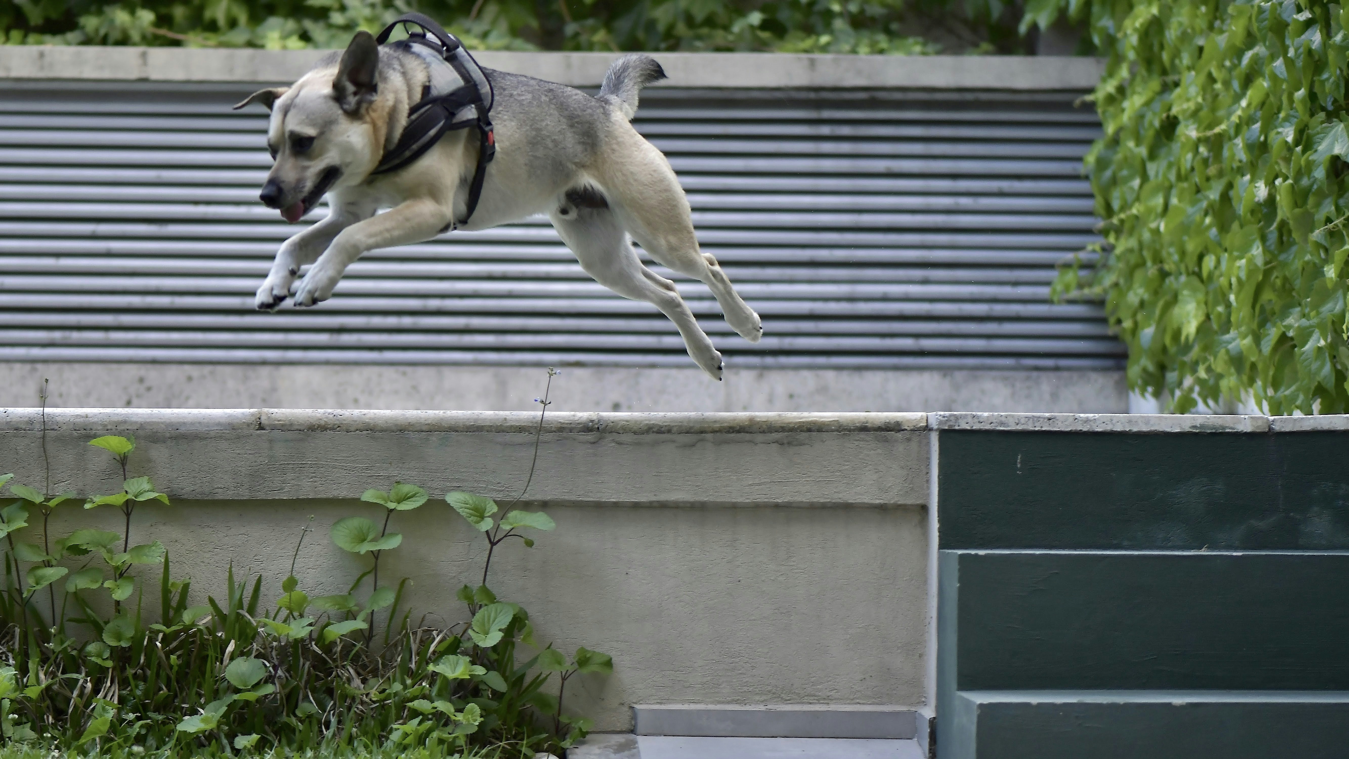 A dog jumping in the air with a leash on photo Free Animal Image on Unsplash