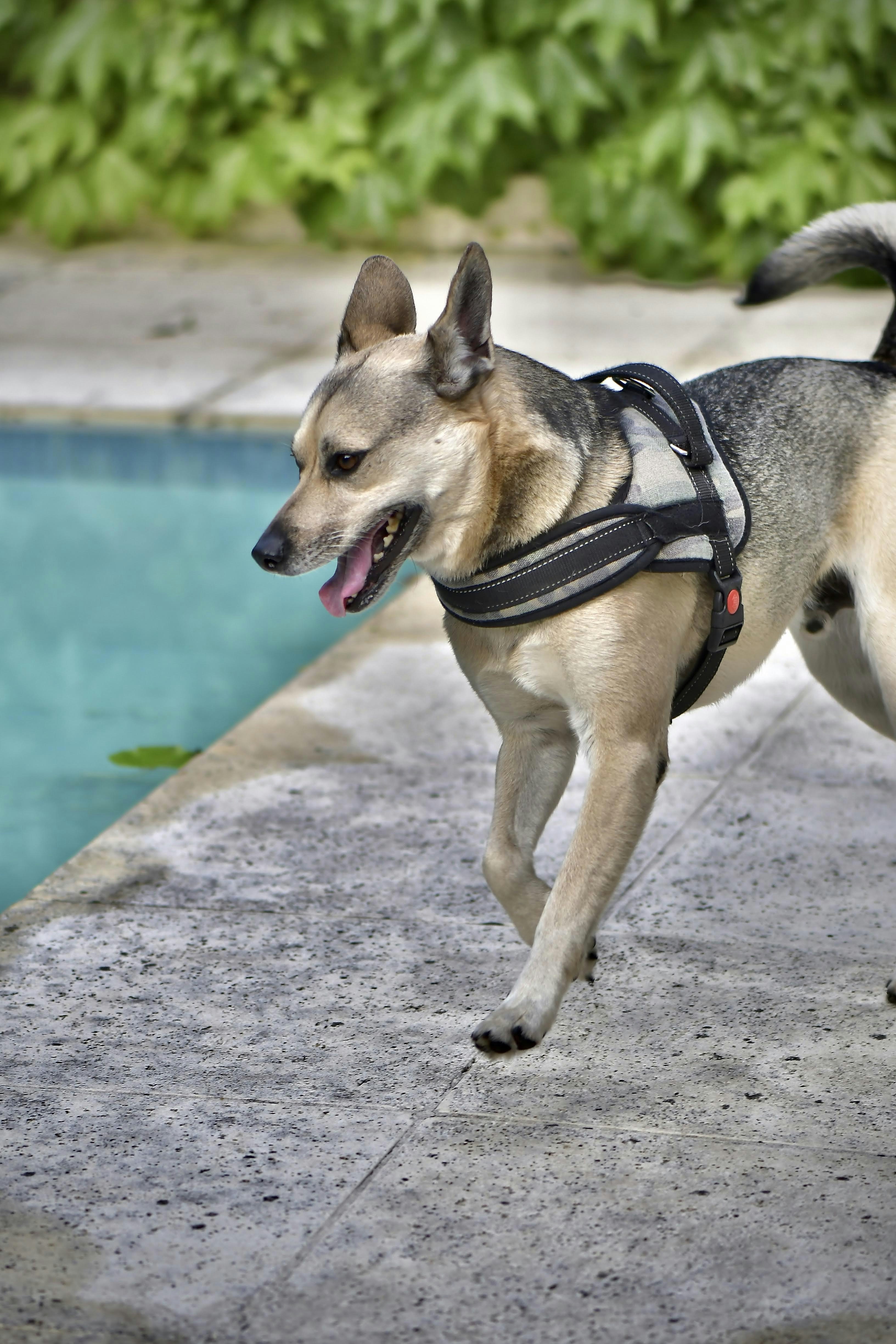 Dog harness with safety features