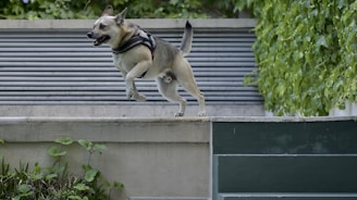 A dog wearing a harness is energetically leaping over a concrete ledge in an outdoor setting. The background is filled with lush green leaves and some metallic horizontal panels, adding texture to the scene.