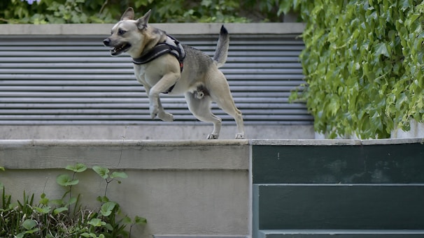 A dog wearing a harness is energetically leaping over a concrete ledge in an outdoor setting. The background is filled with lush green leaves and some metallic horizontal panels, adding texture to the scene.
