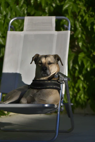 A relaxed dog resting comfortably after a fun-filled day of pet sitting and care.