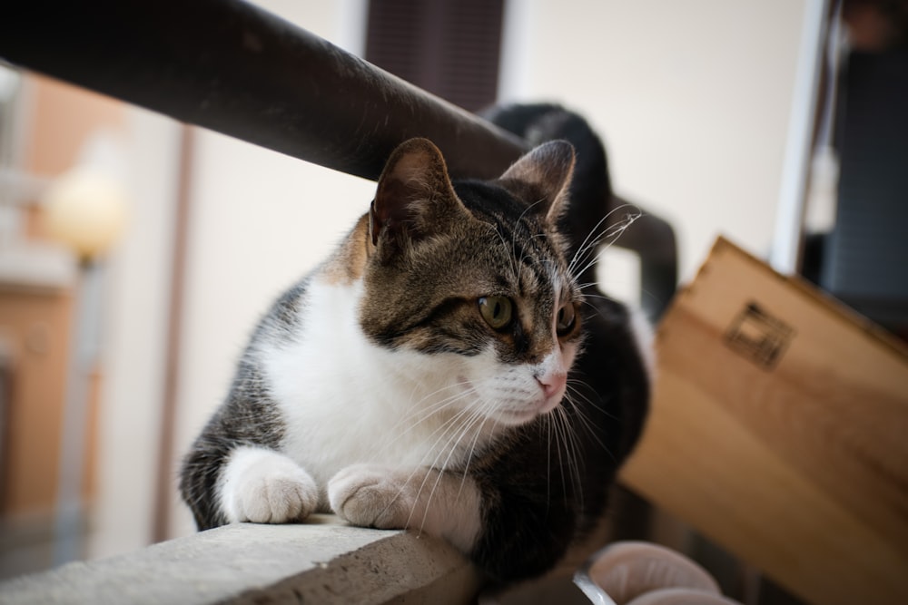 a cat sitting on top of a table next to a knife