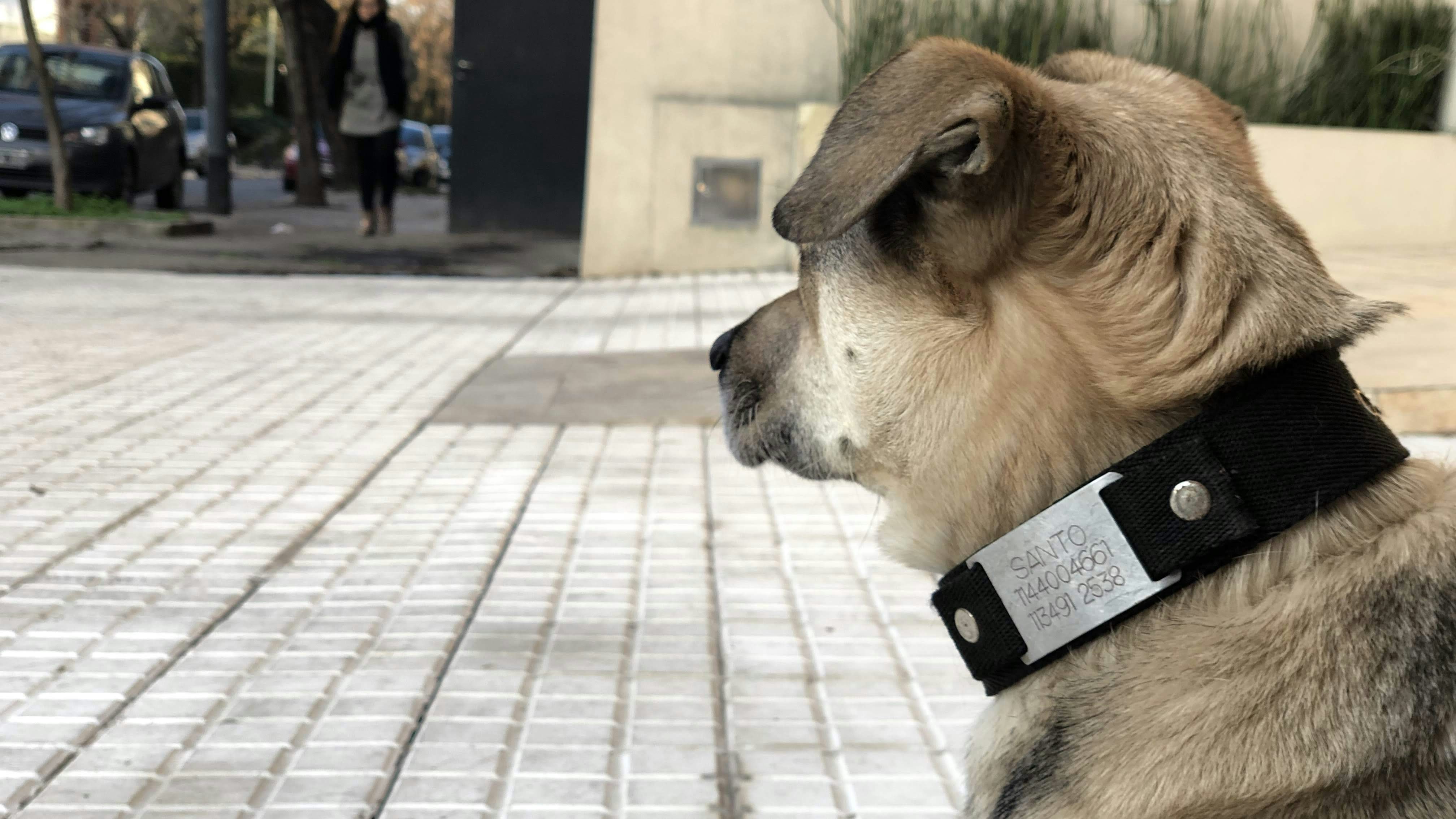 Best bark collar for puppies - Small dog wearing Dog Care Bark Collar
