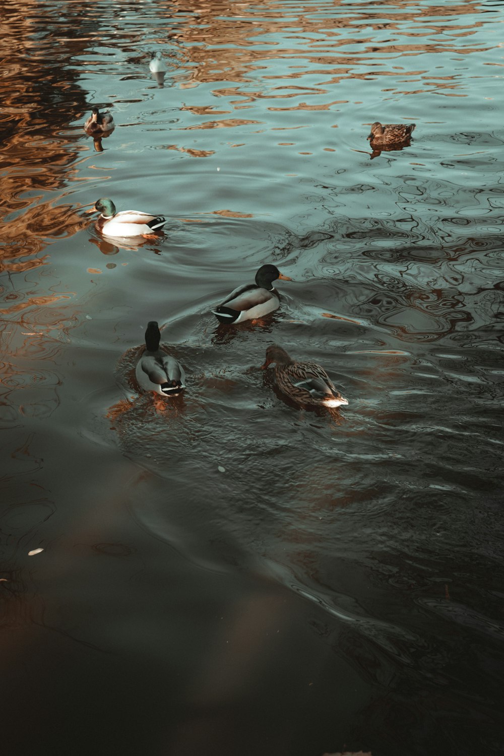 a group of ducks floating on top of a lake