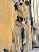 A tan and white dog wearing a black collar and leash appears to be sitting attentively in front of a metal fence. The sunlight casts warm tones on the dog and the concrete surface behind.