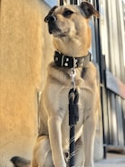 A tan and white dog wearing a black collar and leash appears to be sitting attentively in front of a metal fence. The sunlight casts warm tones on the dog and the concrete surface behind.