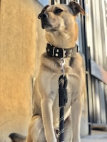 A tan and white dog wearing a black collar and leash appears to be sitting attentively in front of a metal fence. The sunlight casts warm tones on the dog and the concrete surface behind.