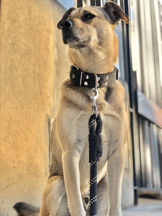 A tan and white dog wearing a black collar and leash appears to be sitting attentively in front of a metal fence. The sunlight casts warm tones on the dog and the concrete surface behind.