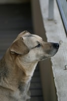 愛犬の梅雨対策