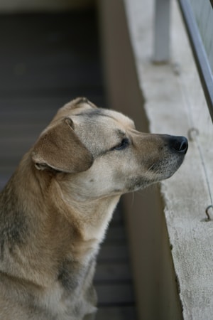愛犬の梅雨対策