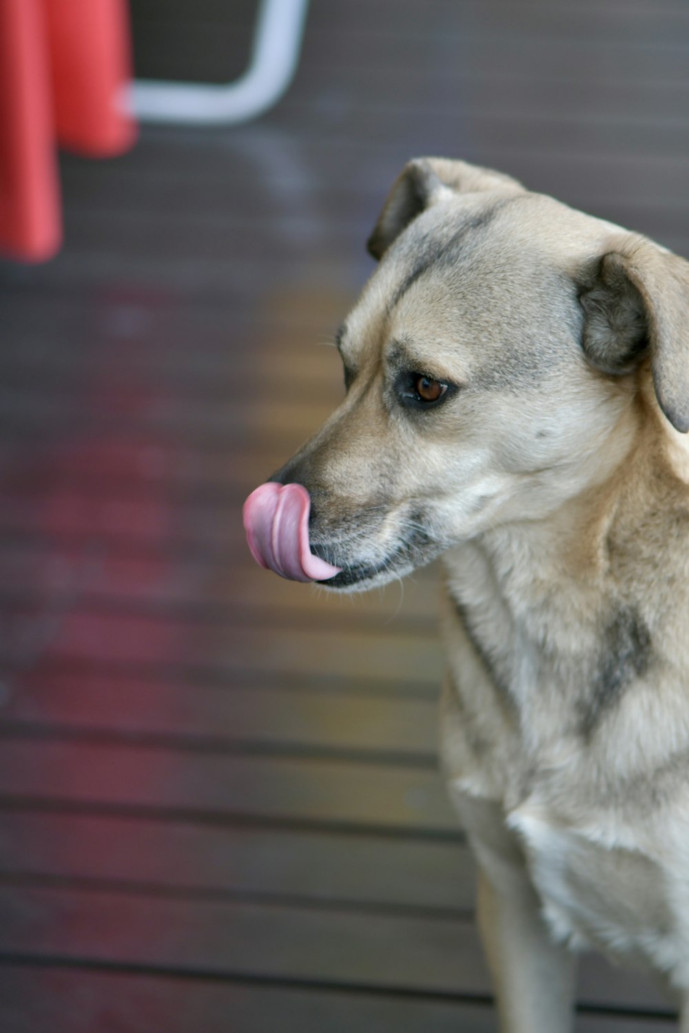 un chien avec sa langue qui pend de sa gueule
