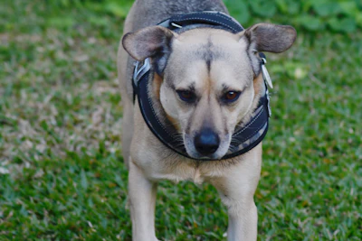 a dog with a harness on standing in the grass