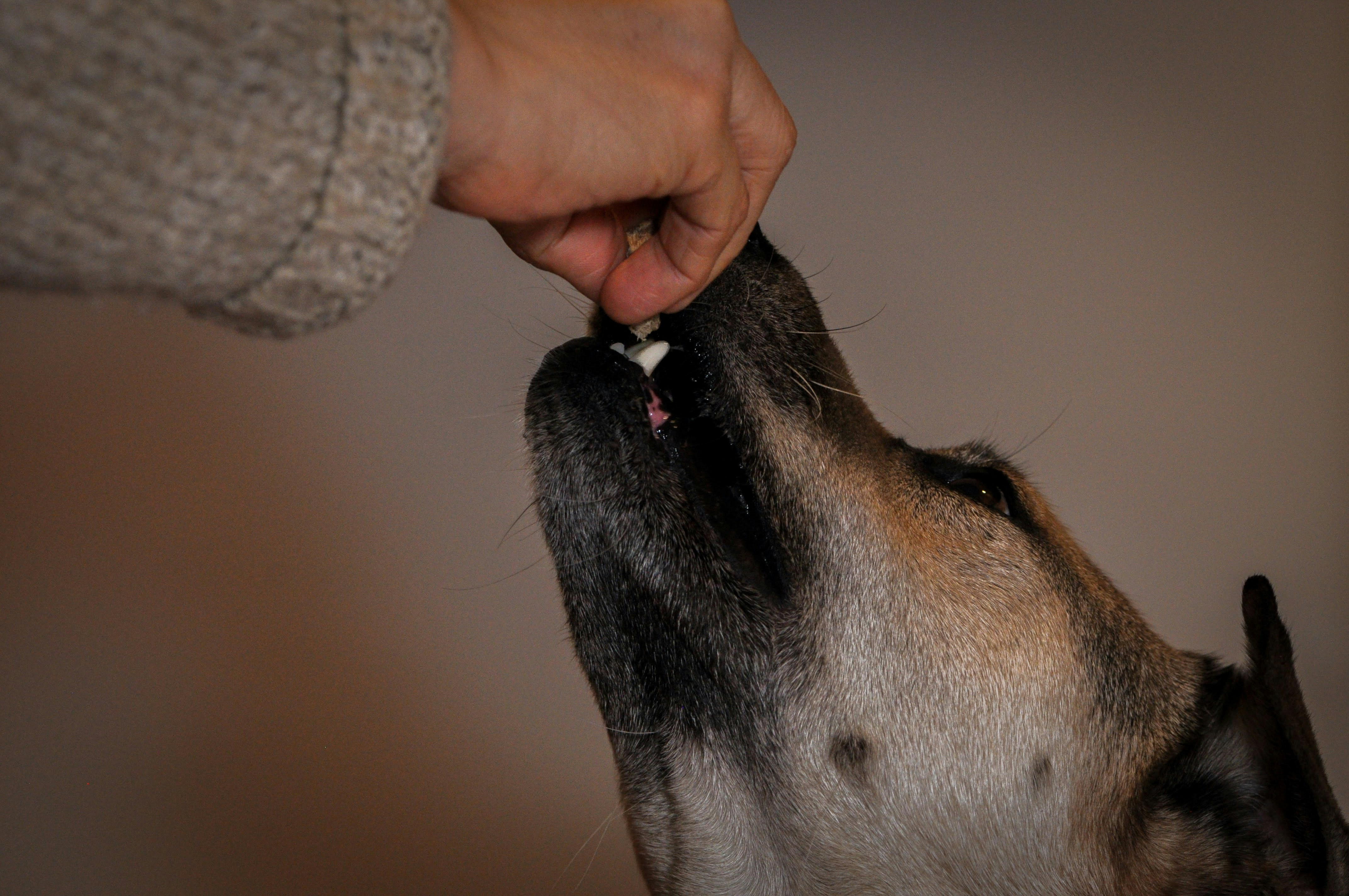 Veterinarian administering vaccine to a dog
