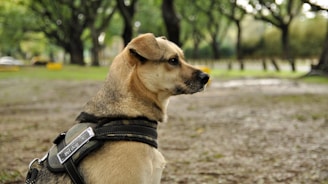 A dog is sitting with a harness labeled 'pet dog' in an outdoor setting. The background features tall trees and a grassy area, suggesting a park-like environment. The atmosphere is calm and serene.