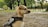 A dog is sitting with a harness labeled 'pet dog' in an outdoor setting. The background features tall trees and a grassy area, suggesting a park-like environment. The atmosphere is calm and serene.