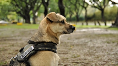 A dog is sitting with a harness labeled 'pet dog' in an outdoor setting. The background features tall trees and a grassy area, suggesting a park-like environment. The atmosphere is calm and serene.