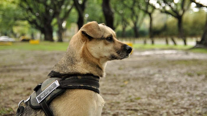 Photo 1673134284211 58a3a65a64cc?q=85&w=700&h=400&fit=crop