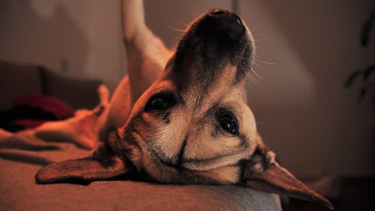 A warm, candid shot of a happy dog mid-play during a photoshoot at Pawtrait Studio.