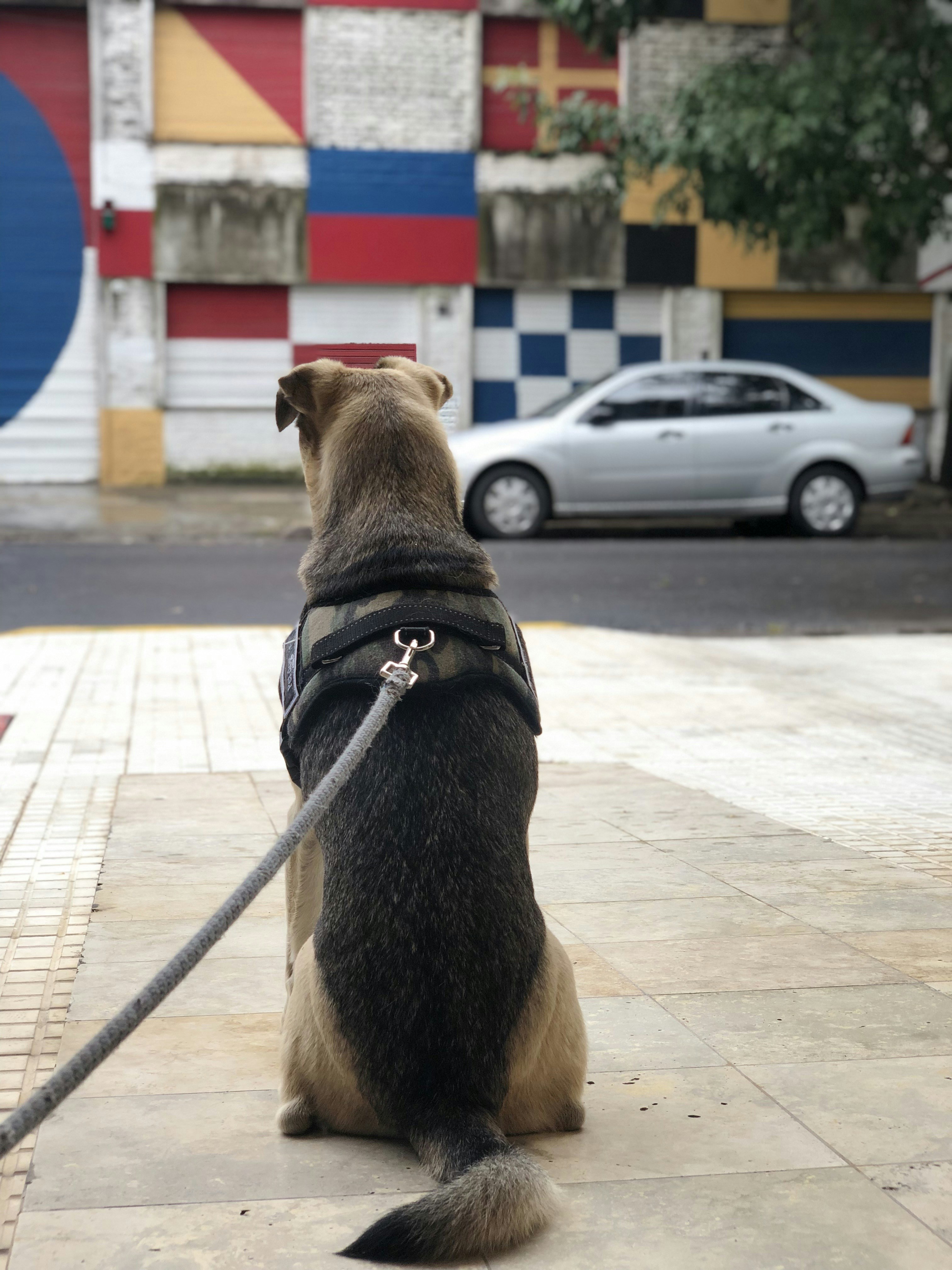 Correa para perro