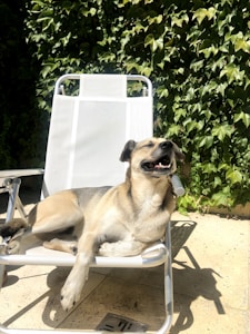 Pet Outdoor Bed