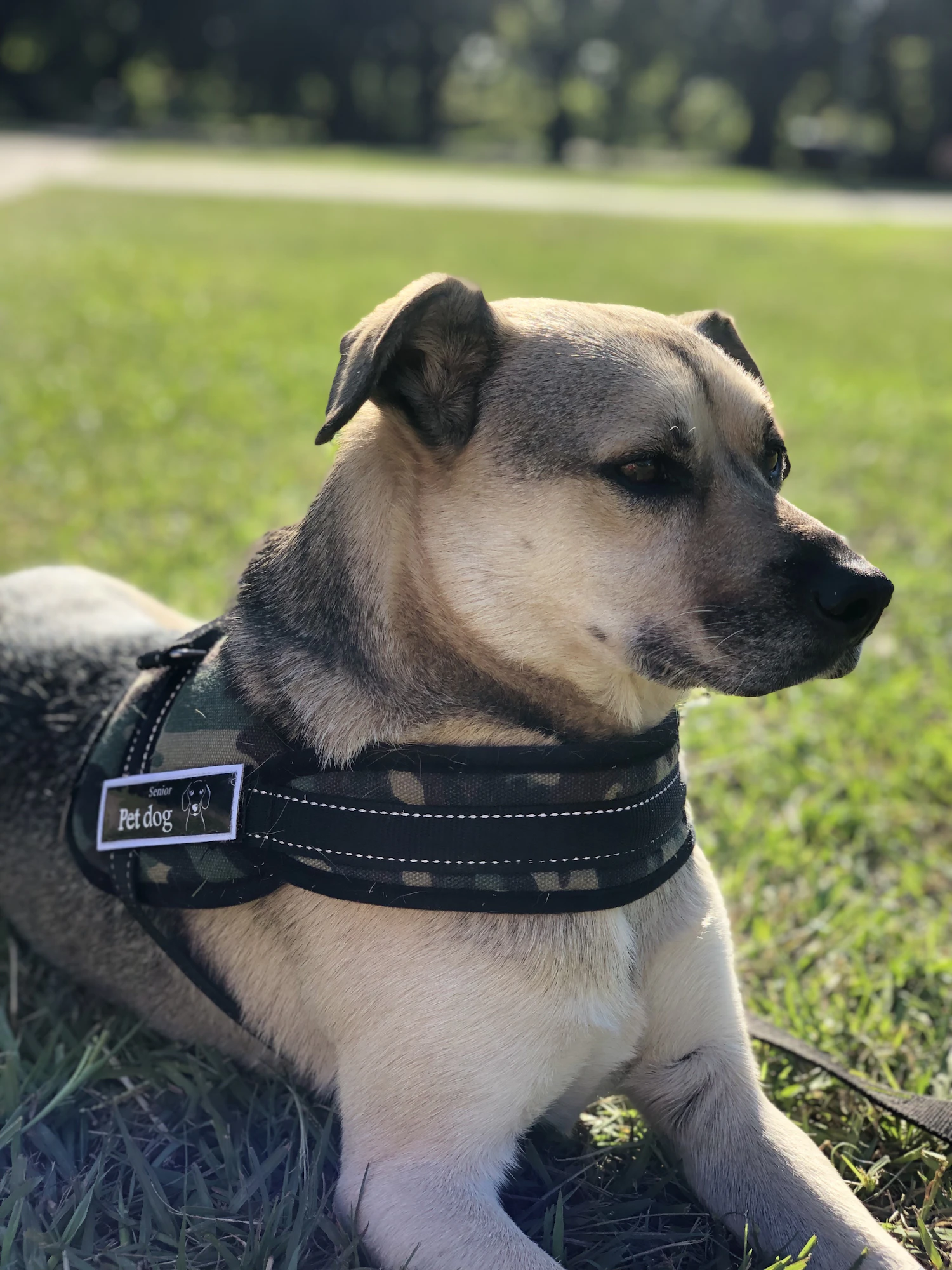 A tan dog in a working harness lying settled and relaxed on the grass between tasks, calm and under control