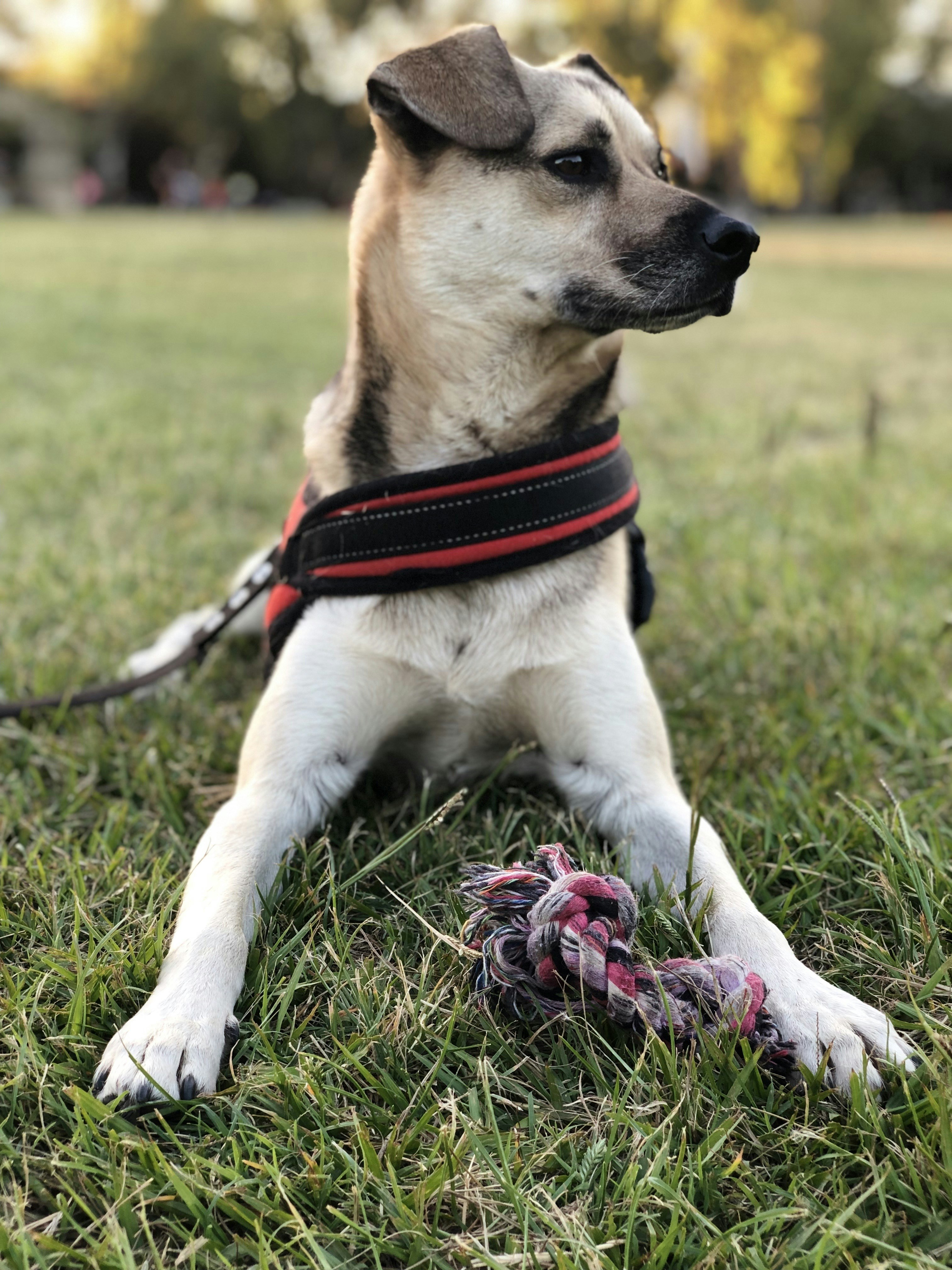 A small dog laying on top of a lush green field photo – Free Dog Image ...